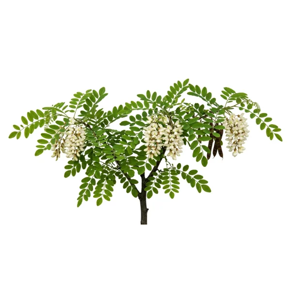 აკაცია (Robinia pseudoacacia)