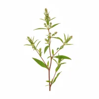 წალიკა - Persicaria hydropiper, მწვანე აფთიაქი