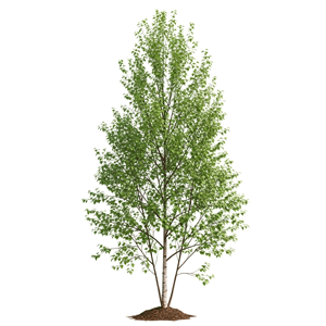 არყი (Betula spp.)