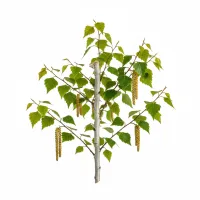 არყის ხე გაზაფხულზე, მწვანე ფოთლებით