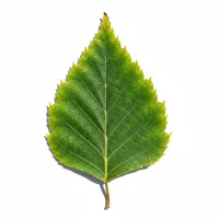 არყის ხის ფოთოლი, ბუნებრივი შარდმდენი, სამკურნალო მცენარე