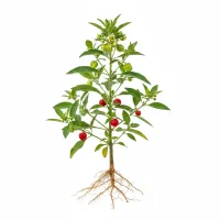 აშვაგანდას მცენარე და სამკურნალო ფესვები