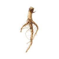 ბაბუაწვერას ფესვი, Dandelion root