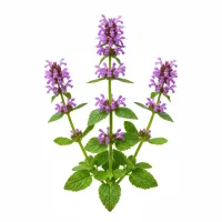 ბარისპირას (Stachys officinalis) მცენარის გამოსახულება, სამკურნალო მცენარე