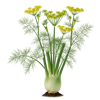 ცერეცო (Foeniculum vulgare)