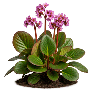 ჩაგირი (Bergenia crassifolia)