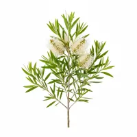 ჩაის ხის ფოთლები და ყვავილები