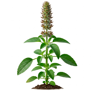 ჩია (Salvia hispanica)