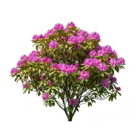 დეკას ყვავილები და ფოთლები, Rhododendron caucasicum