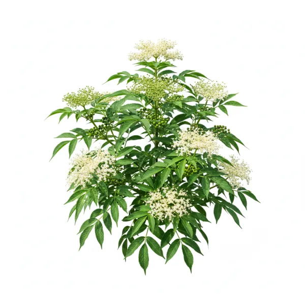 დიდგულა