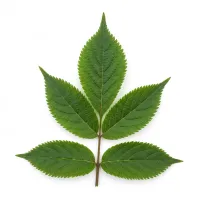 დიდგულას ფოთოლი - მწვანე აფთიაქი