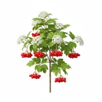 ძახველის ნაყოფი და ფოთლები