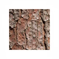 ძახველის ქერქი - thumbnail