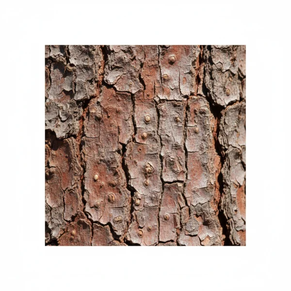 ძახველის ქერქი