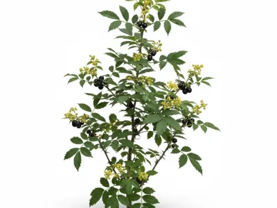 ელეუტეროკოკის ფესვები და ფოთლები, სამკურნალო მცენარე