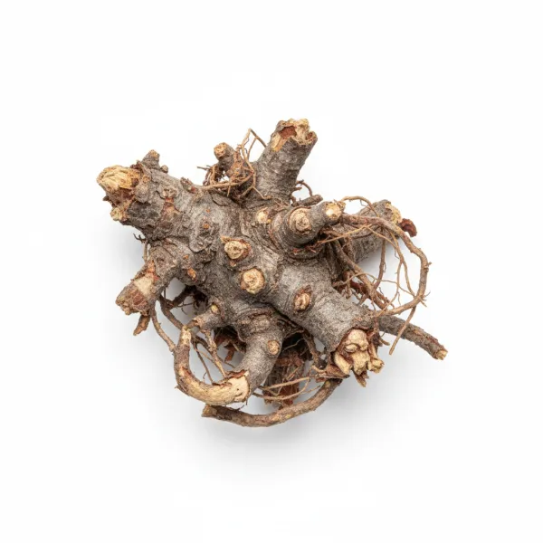 ელეუტეროკოკის ფესვი