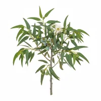 ევკალიპტის ფოთლები და ყვავილები, მწვანე აფთიაქი