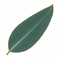 ევკალიპტის ფოთოლი - მწვანე ფარმაციის ნედლეული