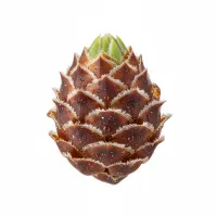 ფიჭვის კვირტები, ახალგაზრდა ყლორტები გაზაფხულზე