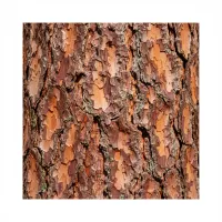 ფიჭვის ქერქის ნაჭრები სამკურნალო მიზნებისთვის