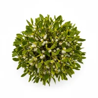 ფითრის მცენარე ზამთრის ტყეში