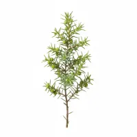 Juniperus communis - ღვიის მცენარე მომწიფებული ლურჯი ნაყოფით