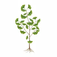 გინგკო ბილობას ფოთლები და ნაყოფი