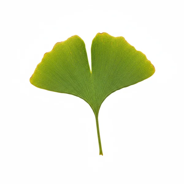 გინგკო ბილობას ფოთოლი