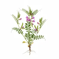 გლერძას ყვავილები და ფოთლები