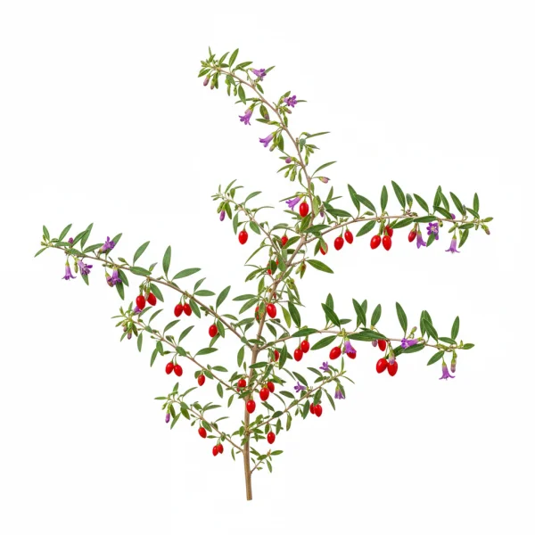 გოჯი ბერი (Lycium barbarum)