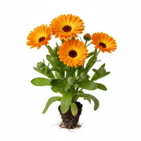 გულყვითელას ყვავილები, Calendula officinalis