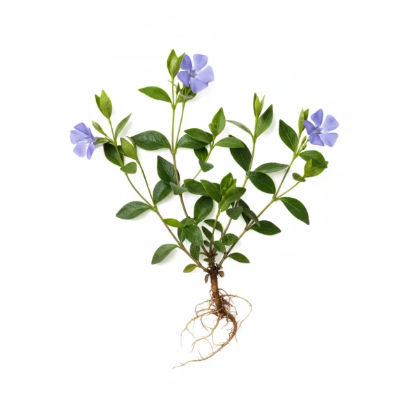 გველის სურო