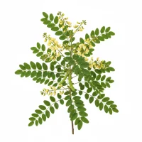 იაპონური სოფორას ყვავილები და ნაყოფი