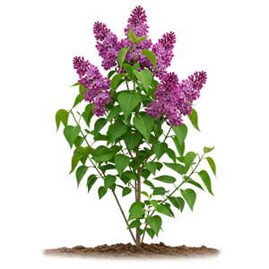 იასამანი (Syringa vulgaris)