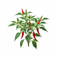 კაიენის წიწაკის ნაყოფი და მცენარე, სამკურნალო გამოყენება, ბუნებრივი დანამატი