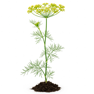 კამა (Anethum graveolens)