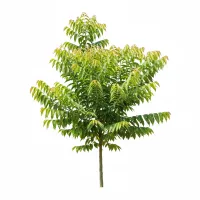 კასიას დარიჩინის.