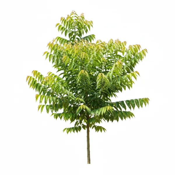 კასიას დარიჩინი