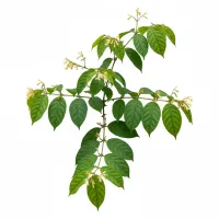 კატის ბრჭყალა (Uncaria tomentosa) მცენარე