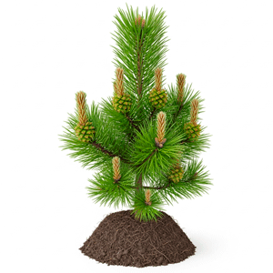 ციმბირის კედარი (Pinus sibirica)