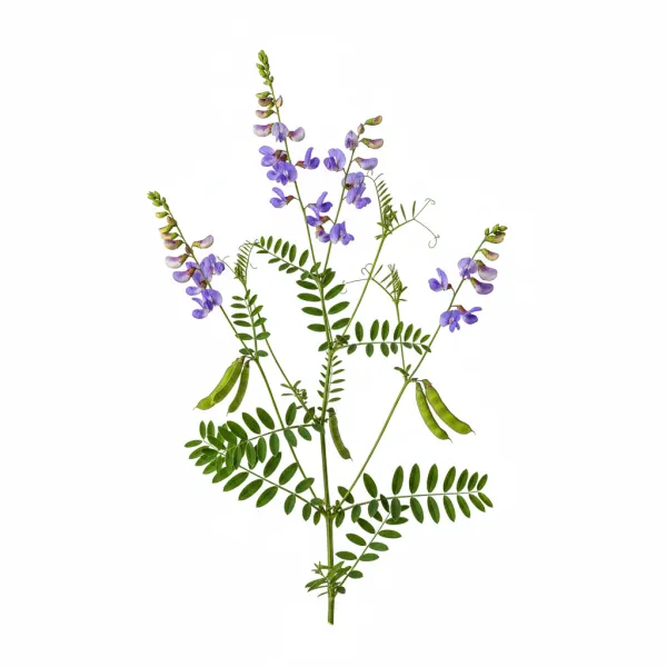 ხბოშუბლა