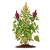 კინოა (Chenopodium quinoa)
