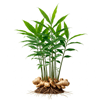 კოჭა (Zingiber officinale)