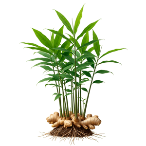 კოჭა (Zingiber officinale)