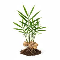 კოჭას გამოიყენება სამკურნალო მიზნებისთვის.