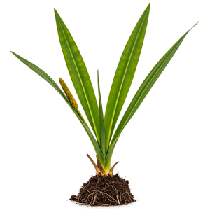 კოთხუჯი (Acorus calamus)