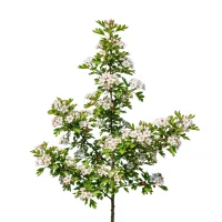კუნელი (Crataegus)