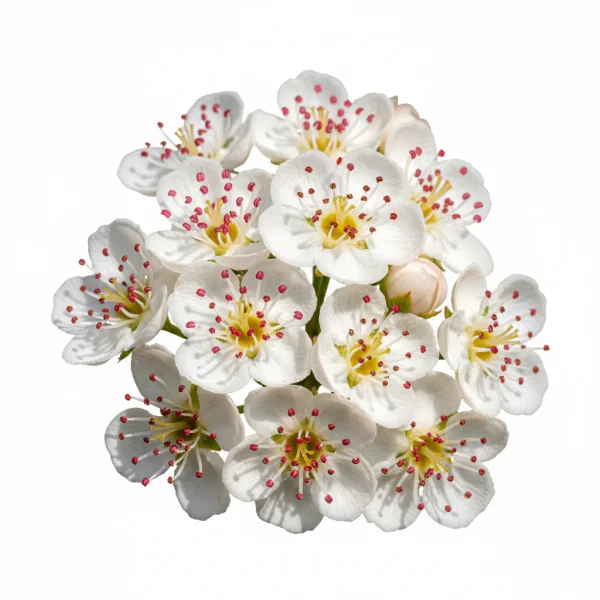 კუნელის ყვავილი