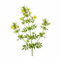 კუროსთავის მცენარე (Tribulus terrestris) ყვავილითა და ნაყოფით