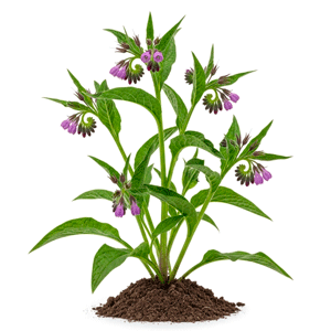 ლაშქარა (Symphytum officinale)